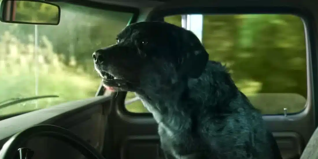 Does the Dog Die in Netflix's "Lou"? Is Dog 'Jax' Real or CGI? » SpikyTV